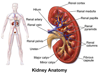 Kidney Care Package